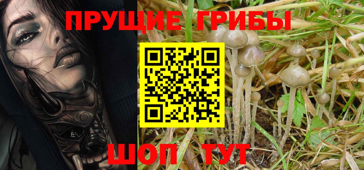 Галлюциногенные грибы Cubensis Черемхово